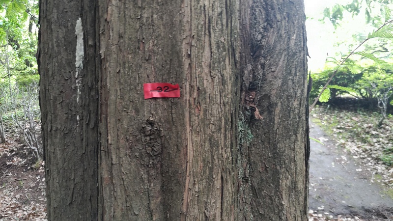 メタセコイアの赤テープ 東京都大田区平和の森公園