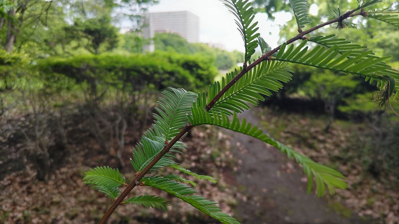メタセコイアの葉 東京都大田区平和の森公園
