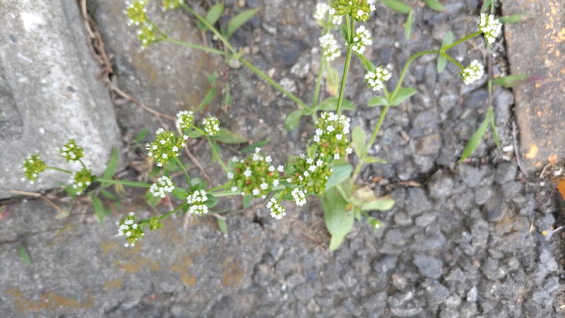 ノヂシャの花 東京都大田区平和島公園