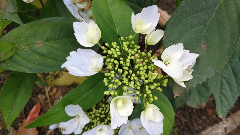 スイートルナ 東京都大田区平和島公園