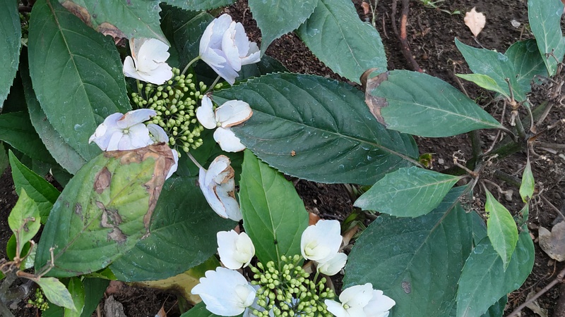 スイートルナ 東京都大田区平和島公園