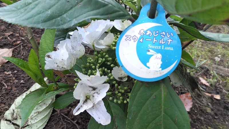 スイートルナ 東京都大田区平和島公園