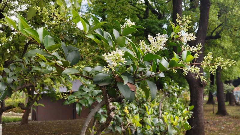 ネズミモチの花 東京都大田区平和島公園