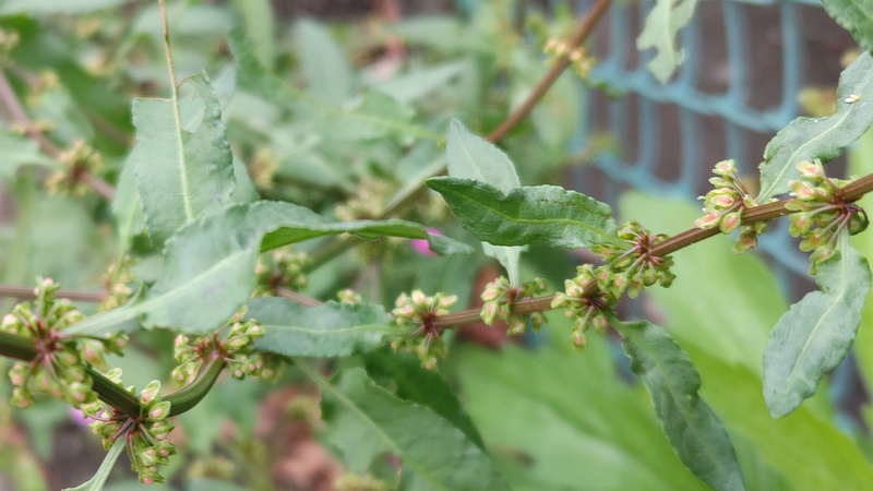 エゾノギシギシの花 東京都大田区平和島公園
