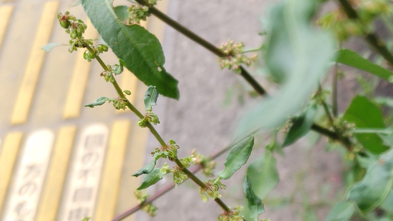 エゾノギシギシの花 東京都大田区平和島公園