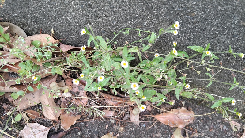 ハキダメギクの花 東京都大田区平和島公園