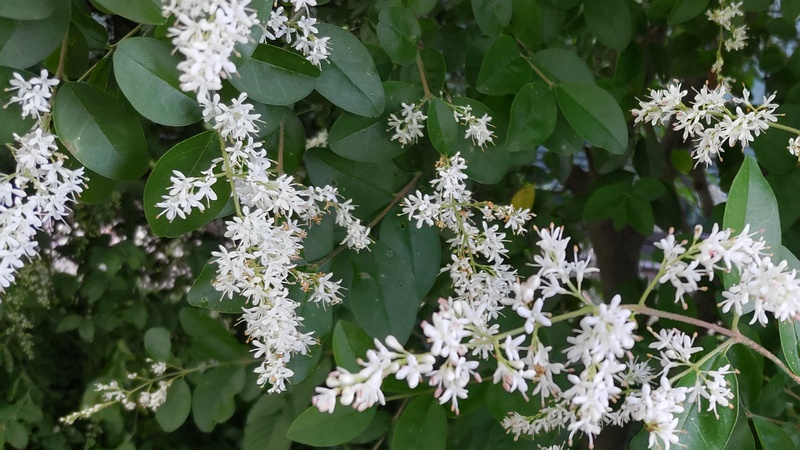 コミノネズミモチの花 東京都新宿区市谷
