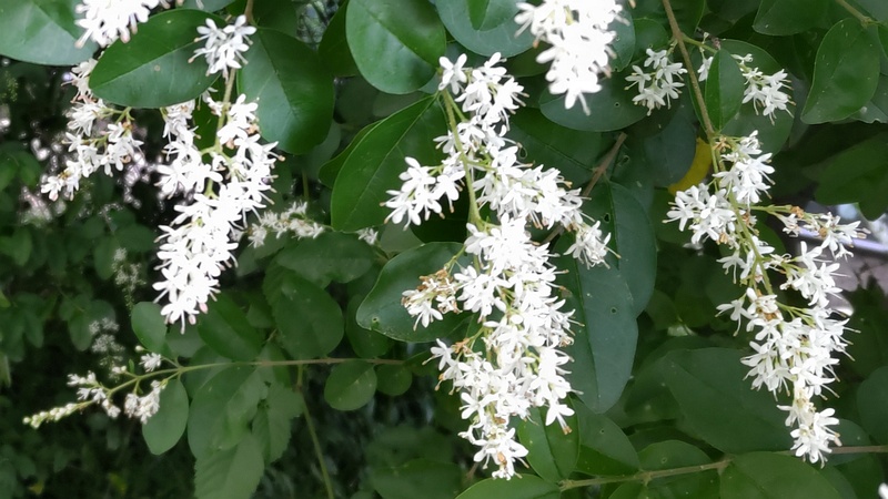 コミノネズミモチの花 東京都新宿区市谷