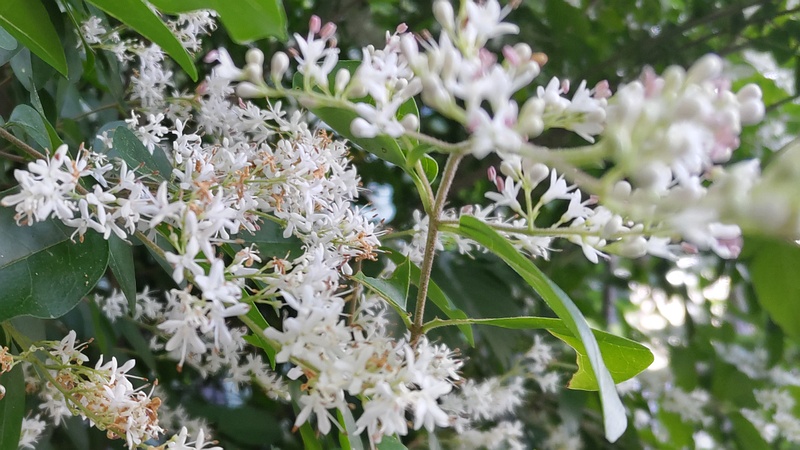 コミノネズミモチの花 東京都新宿区市谷