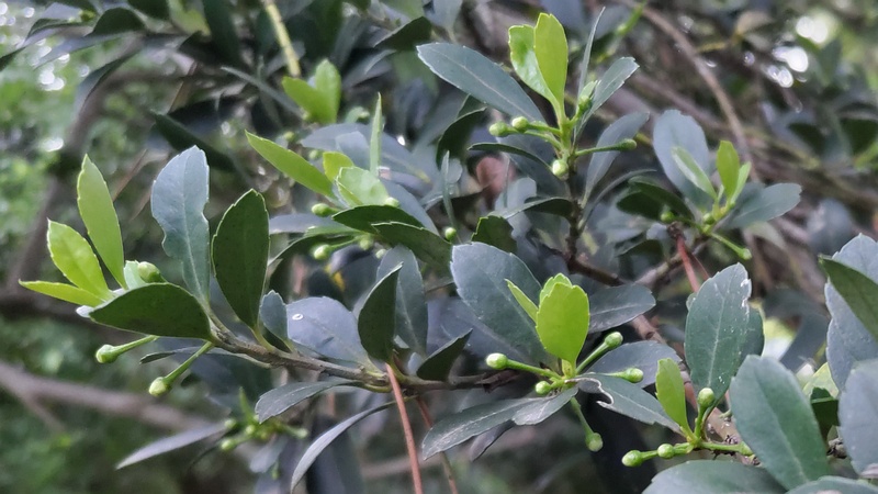 イヌツゲの蕾 横浜市旭区希望が丘ふれあいの森公園