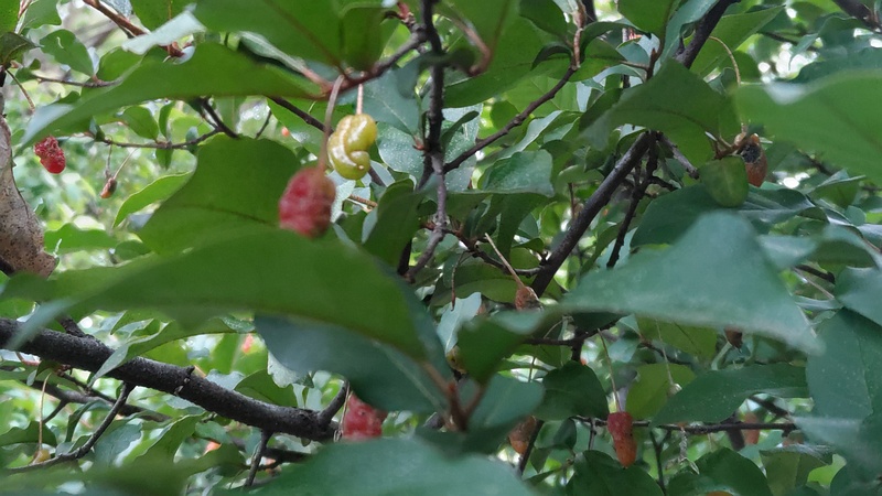 ナツグミの果実 横浜市旭区希望が丘ふれあいの森公園