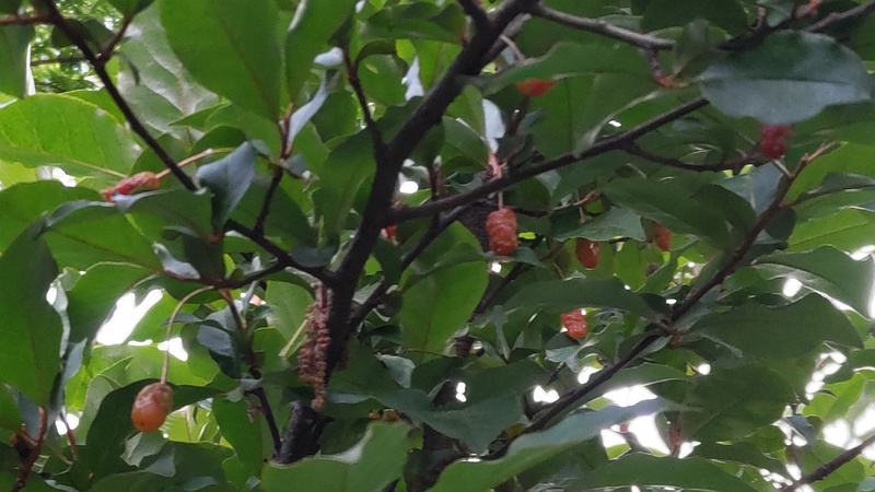 ナツグミの果実 横浜市旭区希望が丘ふれあいの森公園