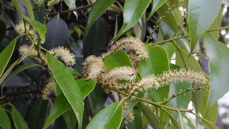 シラカシの花 横浜市旭区希望が丘ふれあいの森公園