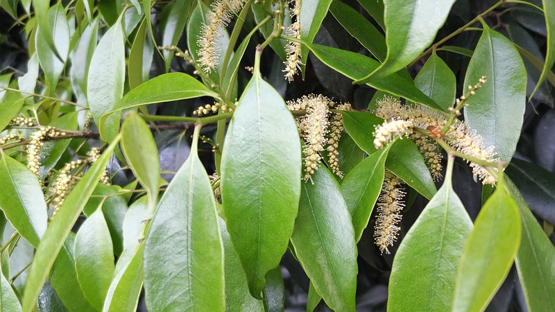 シラカシの花 横浜市旭区希望が丘ふれあいの森公園