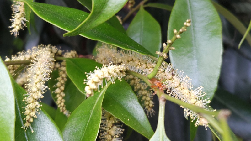 シラカシの花 横浜市旭区希望が丘ふれあいの森公園