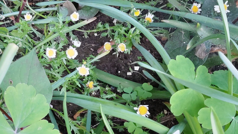 ハキダメギクの花 横浜市旭区希望が丘水の森公園