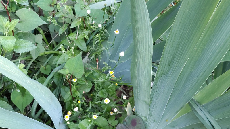 ハキダメギクの花 横浜市旭区希望が丘水の森公園