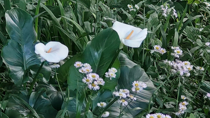 オランダカイウの仏炎苞 横浜市旭区希望が丘水の森公園