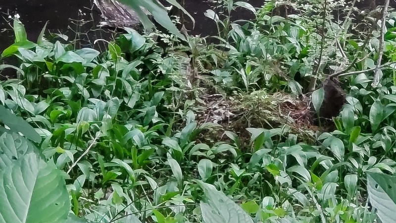 ヘラオモダカ 横浜市旭区希望が丘水の森公園