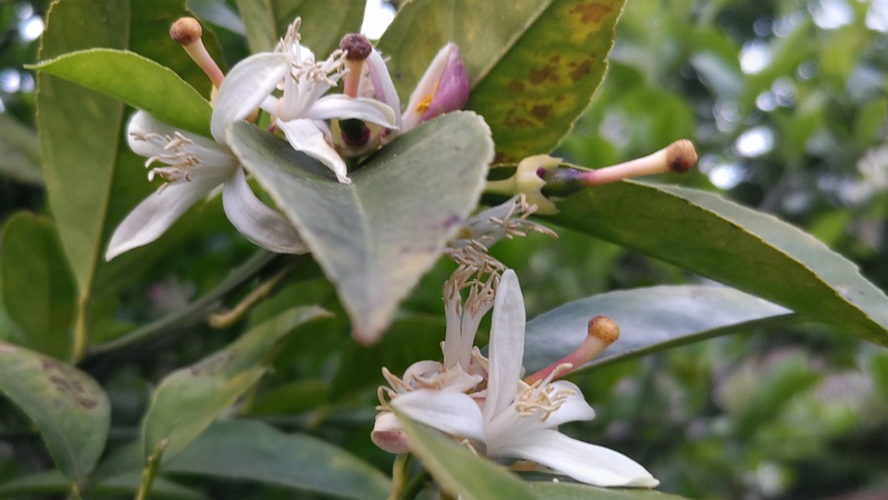レモンの花 横浜市旭区中希望が丘
