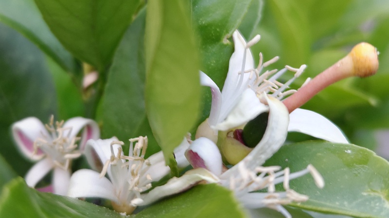 レモンの花 横浜市旭区中希望が丘