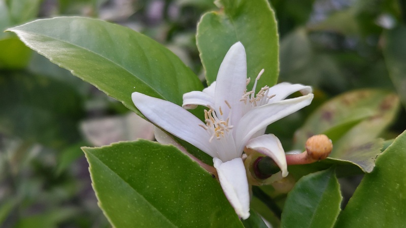 レモンの花 横浜市旭区中希望が丘