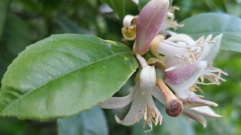 レモンの花 横浜市旭区中希望が丘