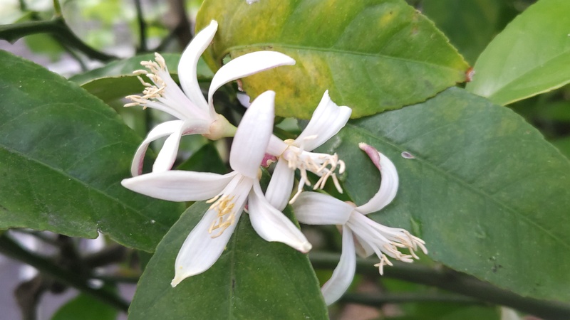 レモンの花 横浜市旭区中希望が丘