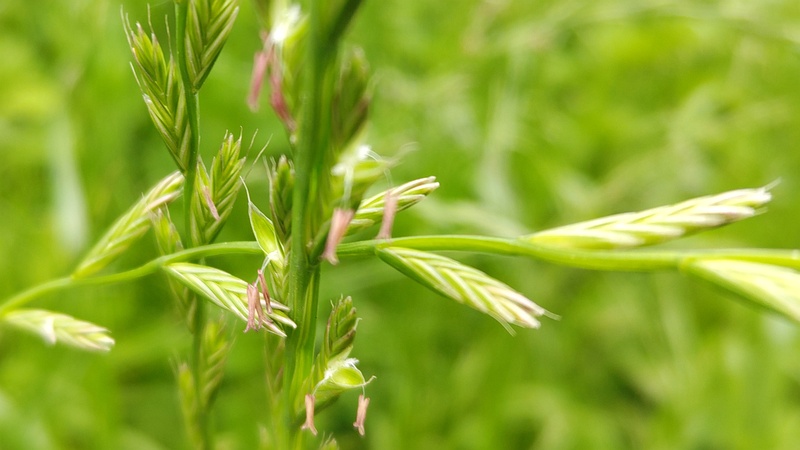 ネズミムギ 横浜市旭区希望が丘ふれあいの森公園