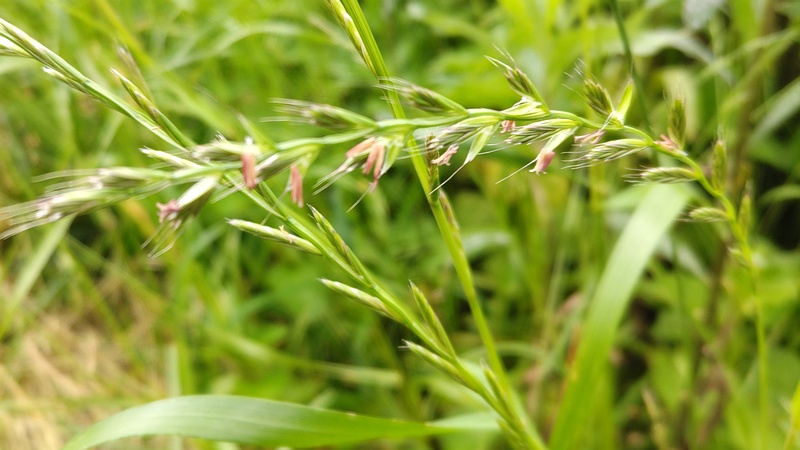 ネズミムギ 横浜市旭区希望が丘ふれあいの森公園