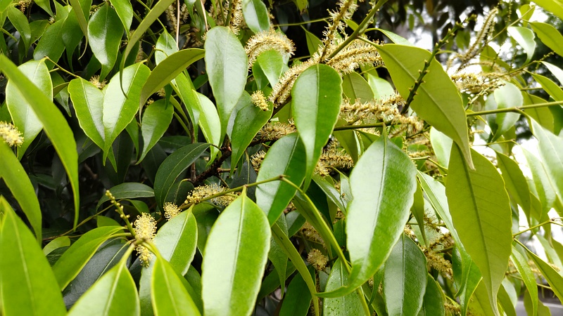 シラカシの花 横浜市旭区希望が丘ふれあいの森公園