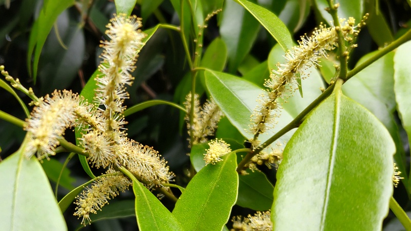 シラカシの花 横浜市旭区希望が丘ふれあいの森公園
