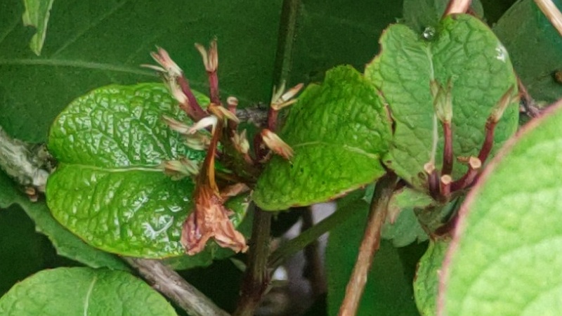 オオベニウツギ 横浜市旭区希望が丘水の森公園