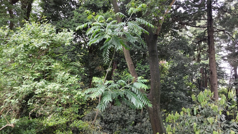 ニワウルシ 横浜市旭区希望が丘水の森公園