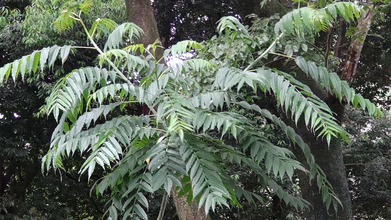 ニワウルシ 横浜市旭区希望が丘水の森公園