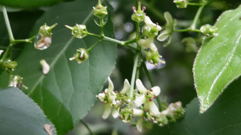 マユミの花 横浜市旭区希望が丘水の森公園
