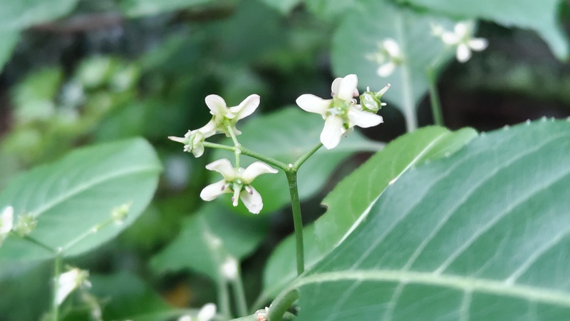 マユミの花 横浜市旭区希望が丘水の森公園