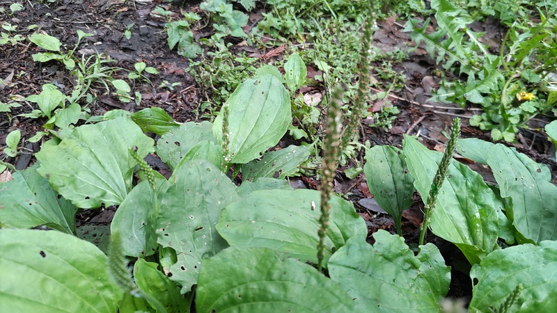 オオバコの花 横浜市旭区希望が丘水の森公園