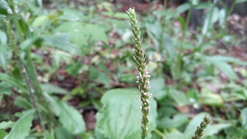 オオバコの花 横浜市旭区希望が丘水の森公園