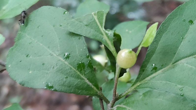 エゴノキメフクレフシとタマバエの一種 横浜市旭区希望が丘水の森公園