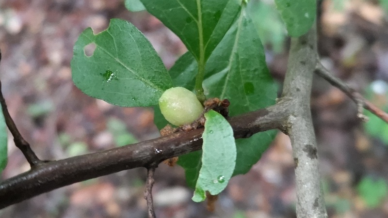 エゴノキメフクレフシ 横浜市旭区希望が丘水の森公園