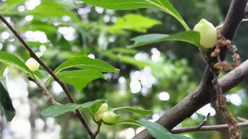 エゴノキメフクレフシ 横浜市旭区希望が丘水の森公園