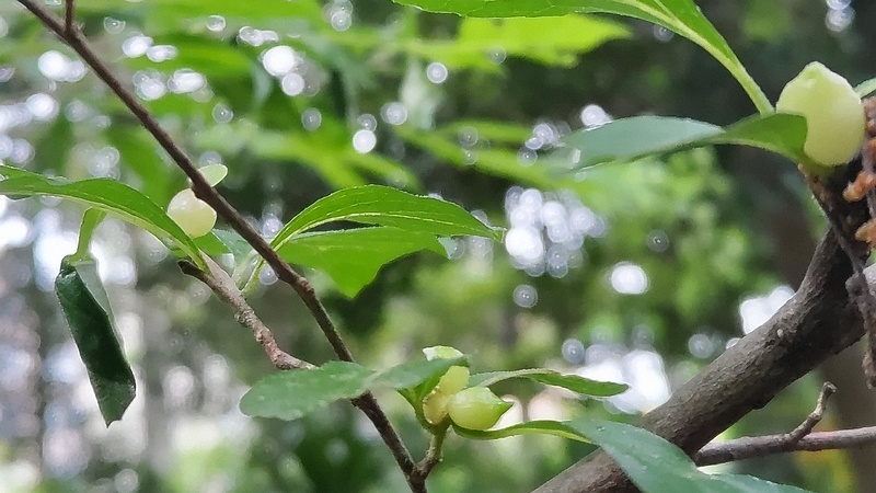 エゴノキメフクレフシ 横浜市旭区希望が丘水の森公園
