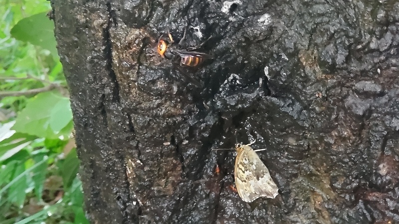 コナラのオオスズメバチとサトキマダラヒカゲ 横浜市旭区希望が丘水の森公園