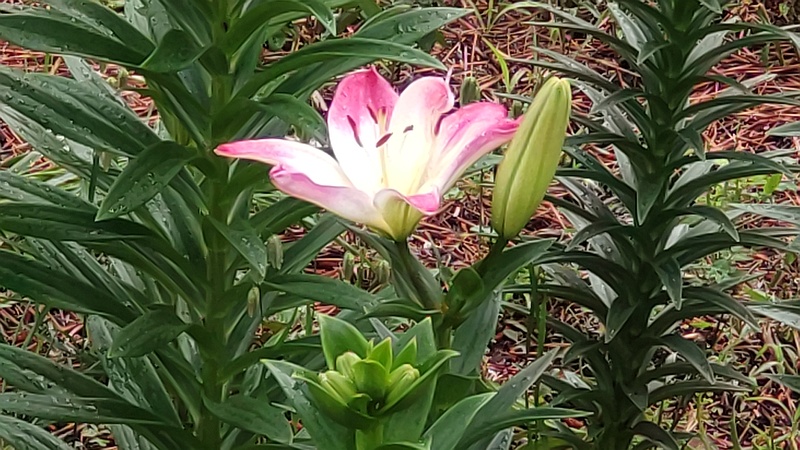 スカシユリの花 横浜市旭区希望が丘ふれあいの森公園