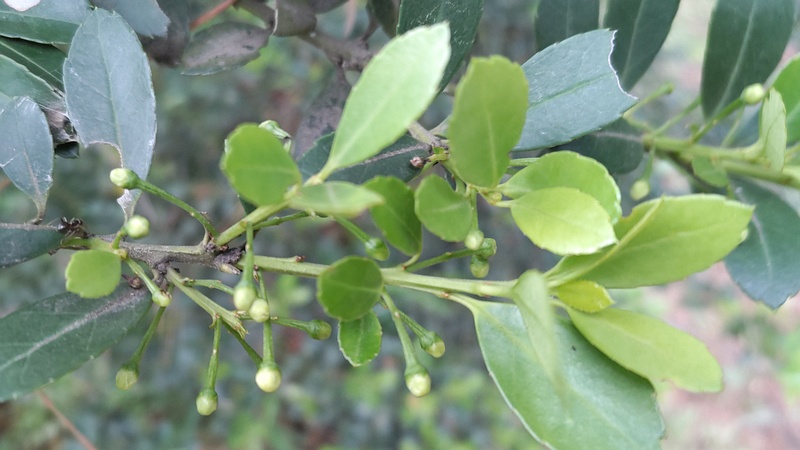 イヌツゲの蕾 横浜市旭区希望が丘ふれあいの森公園
