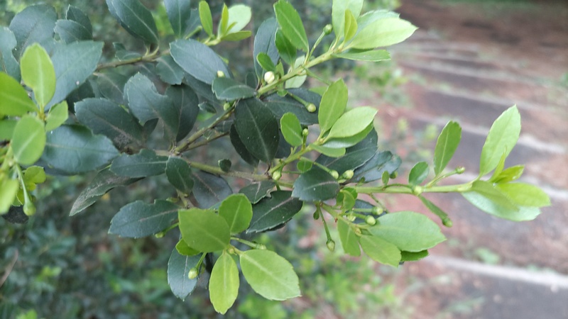 イヌツゲの蕾 横浜市旭区希望が丘ふれあいの森公園