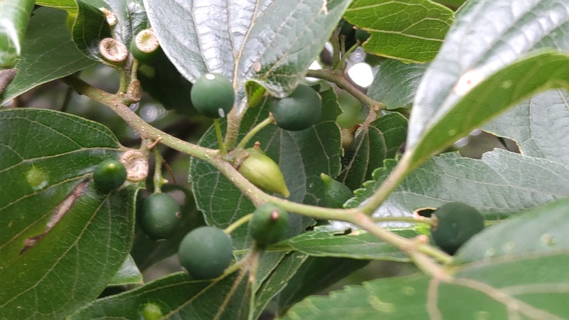 エノキの虫こぶ 横浜市旭区希望が丘ふれあいの森公園