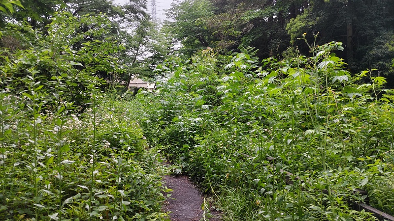 歩道 横浜市旭区希望が丘水の森公園