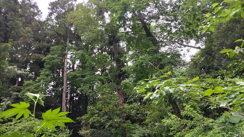 林 横浜市旭区希望が丘水の森公園